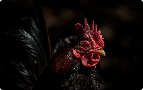 bj66link Cockfighting 1